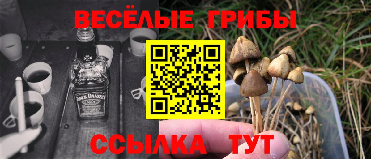 Псилоцибиновые грибы Psilocybe Волоколамск